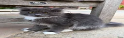 Mixed Breed cats for sale: Beautiful Friendly Kittens - Advert 8