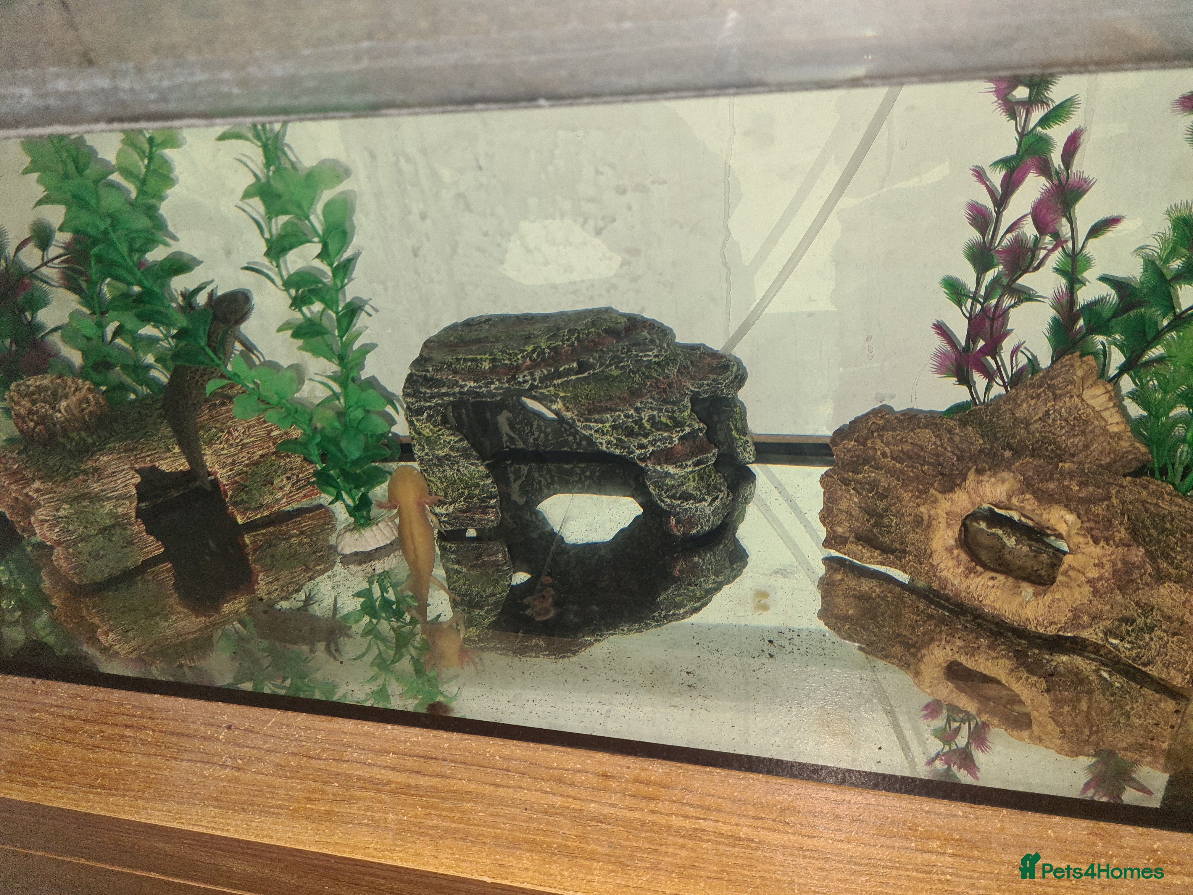 Axolotl reptiles 2 x axoltl + tank and food - Advert 12