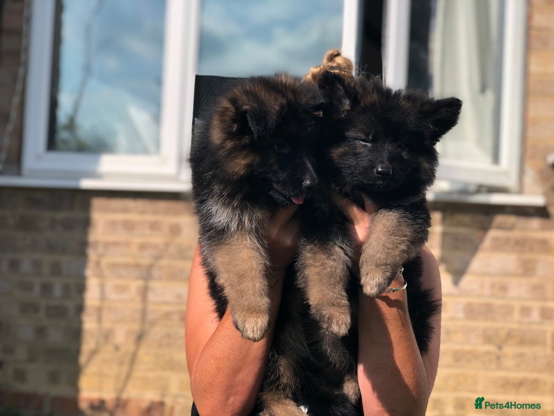 German Shepherd dogs for sale:  kc health tested long haired German shepherd pups - Image 32