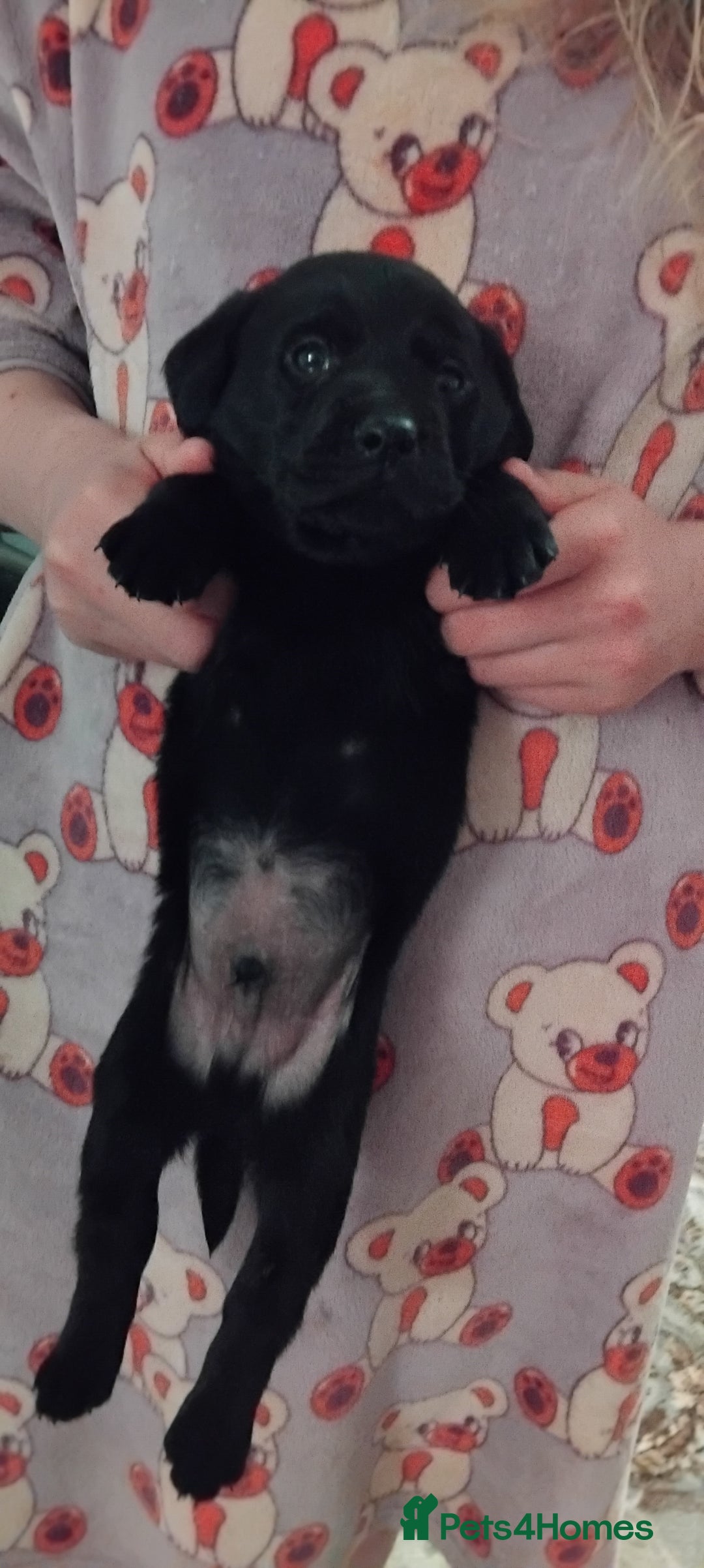 Labrador Retriever dogs for sale: Gorgeous KC registered Labrador puppies  - Advert 13