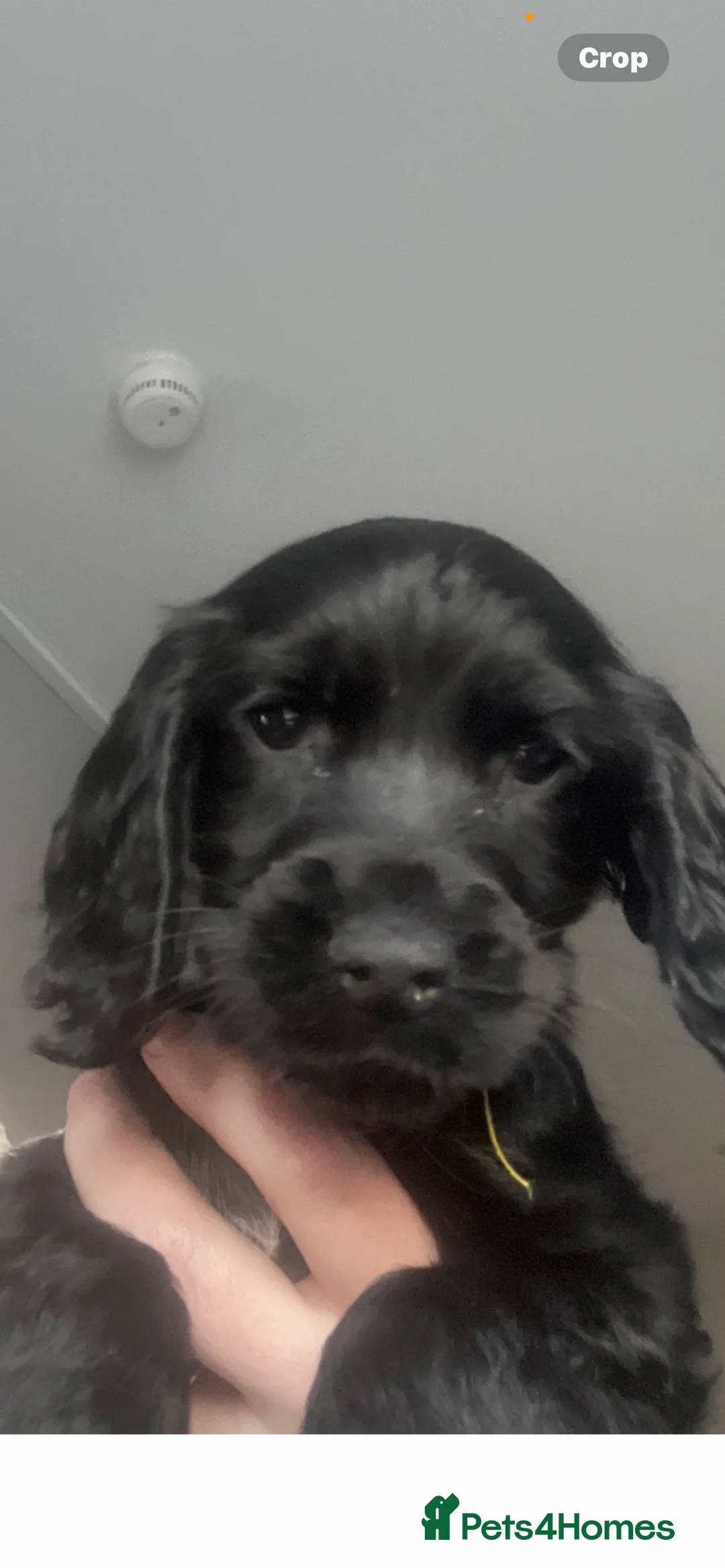 Cocker Spaniel dogs for sale: Show type cocker spaniel  - Advert 2