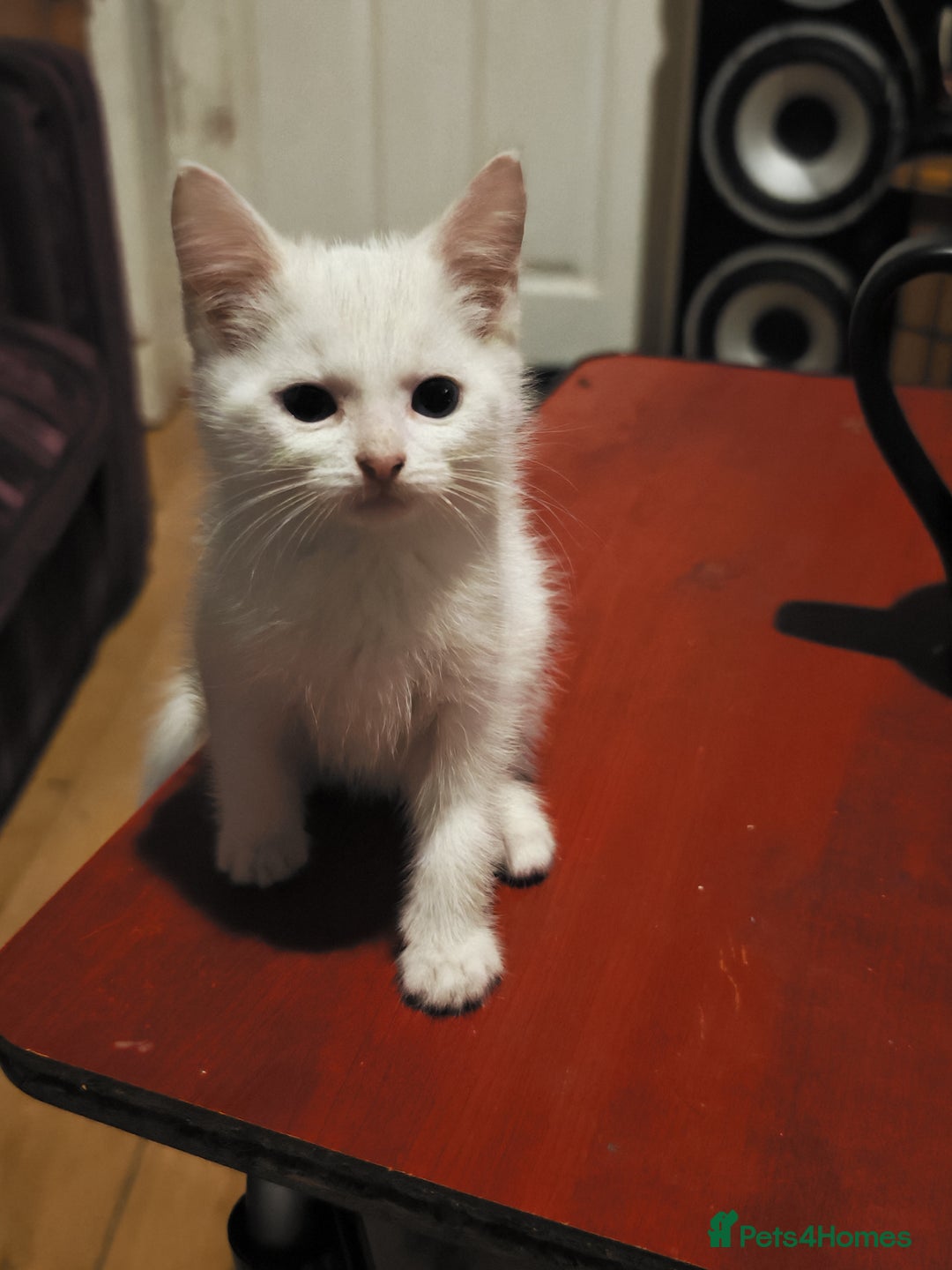 Khao Manee cats for sale: Mixed price Khao Manee kittens  - Image 11
