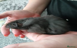 Hamster rodents for sale: Baby syrian hamsters - Image 10