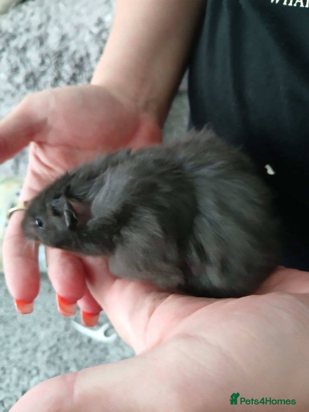 Hamster rodents for sale: Baby syrian hamsters - Image 10