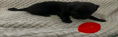 Cockapoo Puppy 7