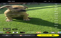 American Bully dogs for sale: 10 week old American bully’s  - Image 5