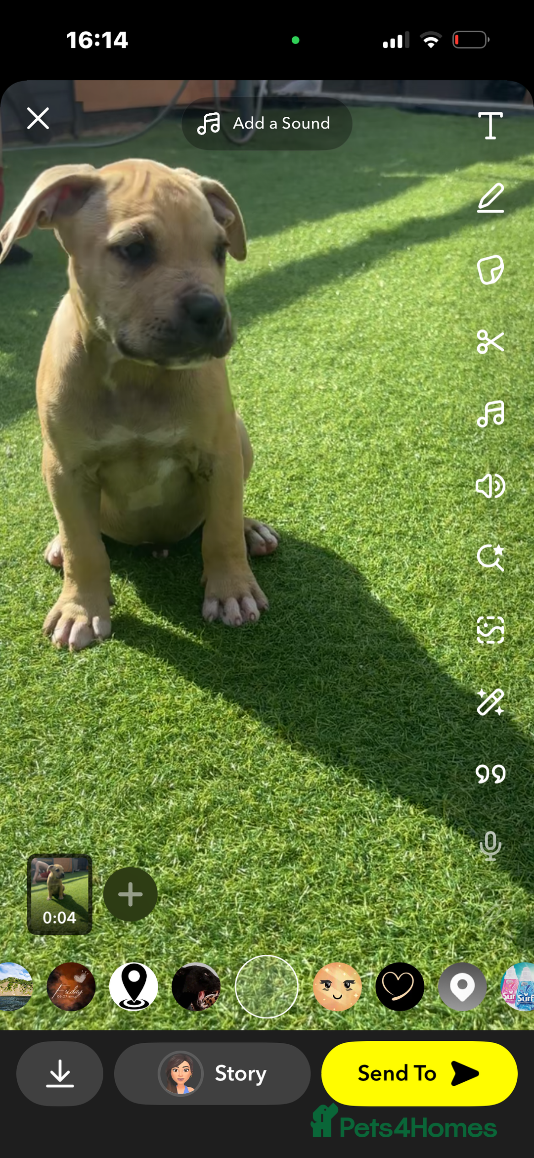 American Bully dogs for sale: 10 week old American bully’s  - Image 5