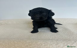 Cockapoo dogs for sale: Amazing mix of colours F1 Cockapoo pups - Image 4