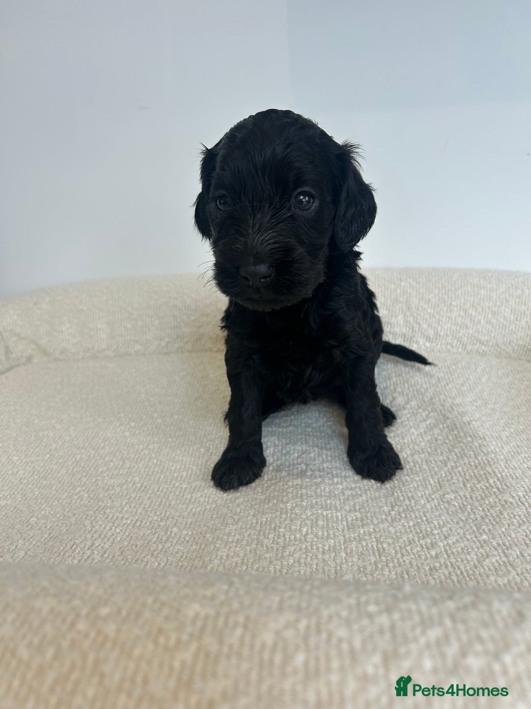 Cockapoo dogs for sale: Amazing mix of colours F1 Cockapoo pups - Image 4