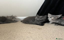 Mixed Breed cats for sale: 3 beautiful female tabby kittens  - Image 10