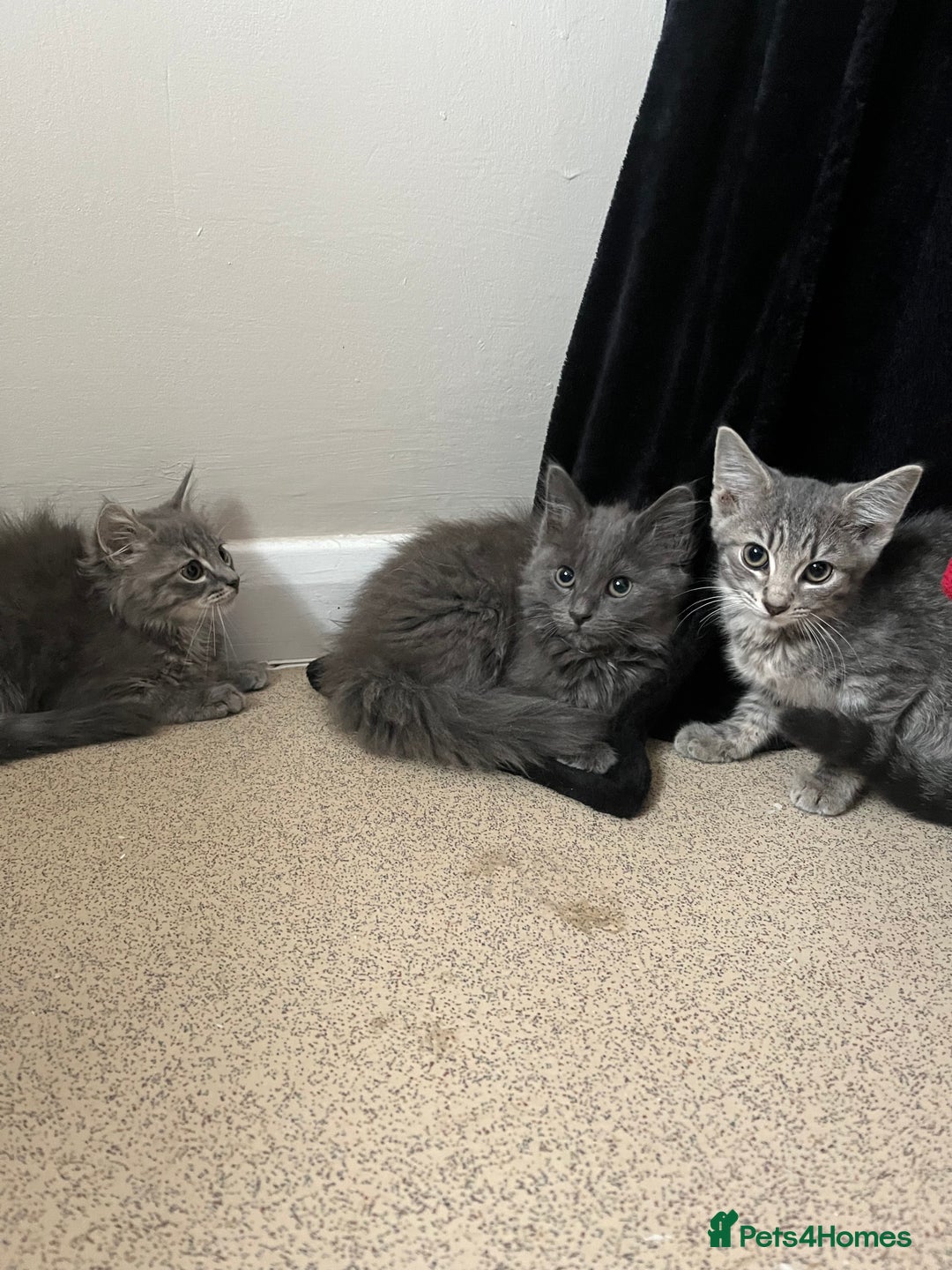 Mixed Breed cats for sale: 3 beautiful female tabby kittens  - Image 10