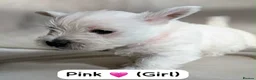 West Highland Terrier dogs for sale: Westie pups in Dalkeith - Advert 8