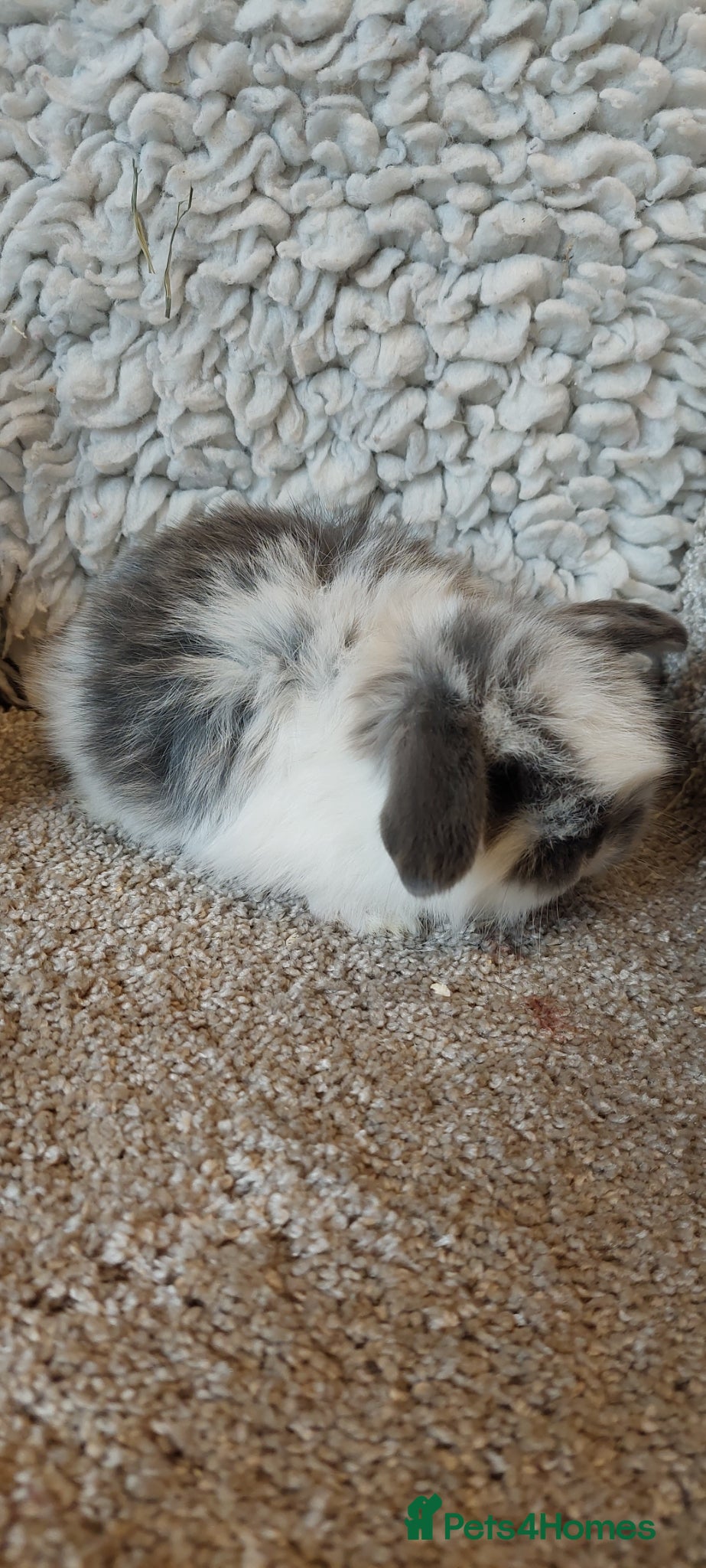 Mini Lop rabbits Minilop babys ready to reserve  - Advert 6