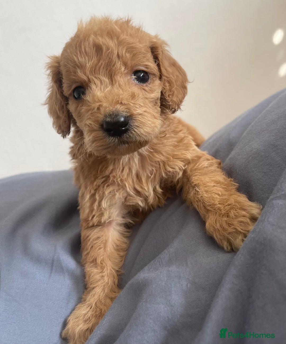 Cockapoo dogs for sale: Cockapoo puppies  - Image 3