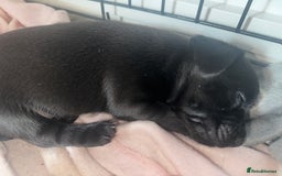 Jack Russell dogs for sale: Beautiful Jack Russell Puppies  - Image 7