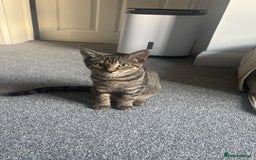 American Shorthair cats for sale: Beautiful Female Kitten/Cat - Advert 9