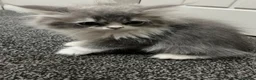 Persian cats for sale: Beautiful Persian kittens now ready to leave  - Advert 3