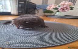 Mixed Breed cats for sale: 🐾 Adorable Kittens Looking for Loving Homes! 🐾 - Image 14