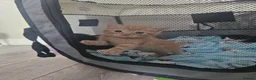 Mixed Breed cats for sale: Calico kittens for sale in Consett - Advert 6
