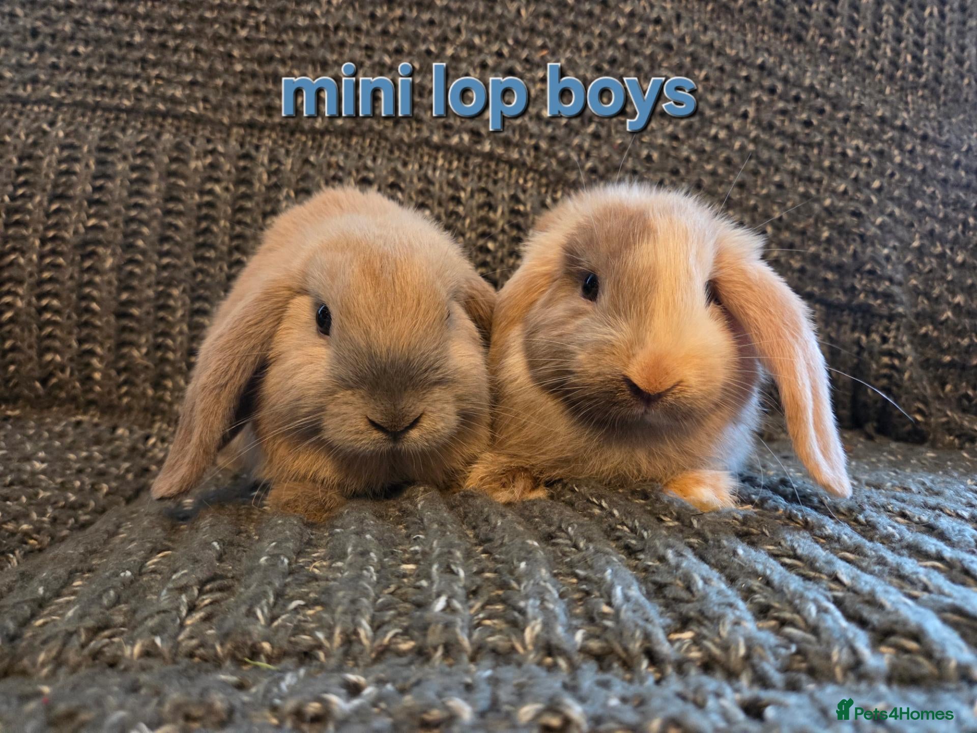 Mini Lop rabbits 8 week old very tame mini lop boys - Advert 2