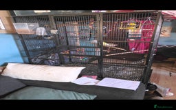 Budgerigars birds for sale: 2 budgies and large cage  - Image 5