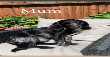 Cocker Spaniel dogs - Advert 7