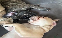 Frug dogs for sale: Girl frug ready to go to her forever home - Image 24