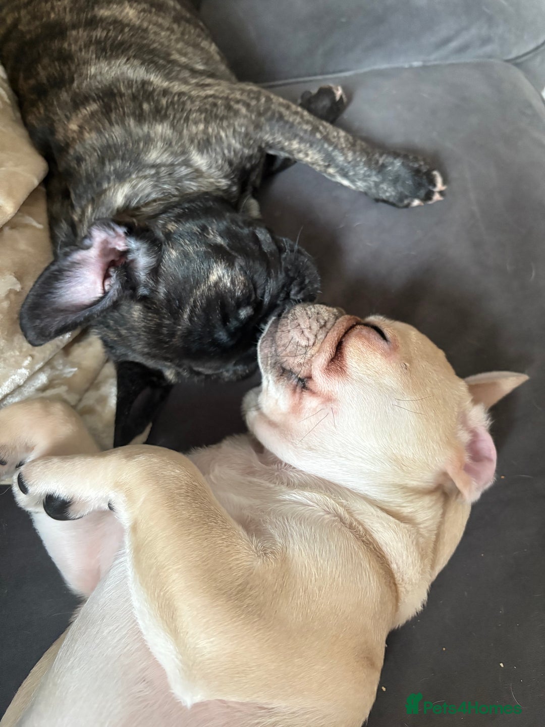 Frug dogs for sale: Girl frug ready to go to her forever home - Image 24