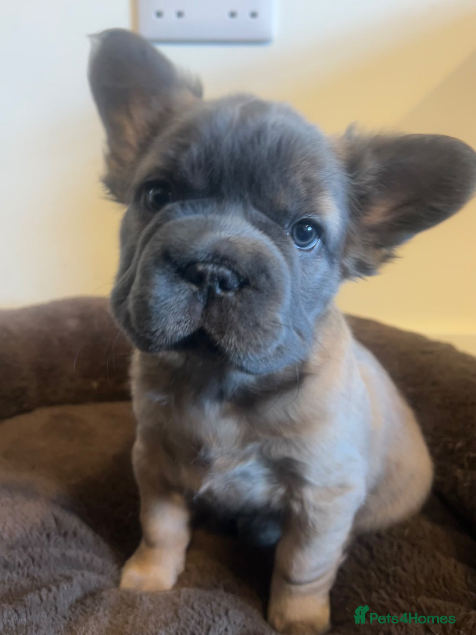 French Bulldog dogs Fluffy Frenchies. Ready to leave.  - Advert 1