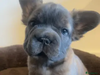 French Bulldog dogs Fluffy Frenchies. Ready to leave. - Advert 1