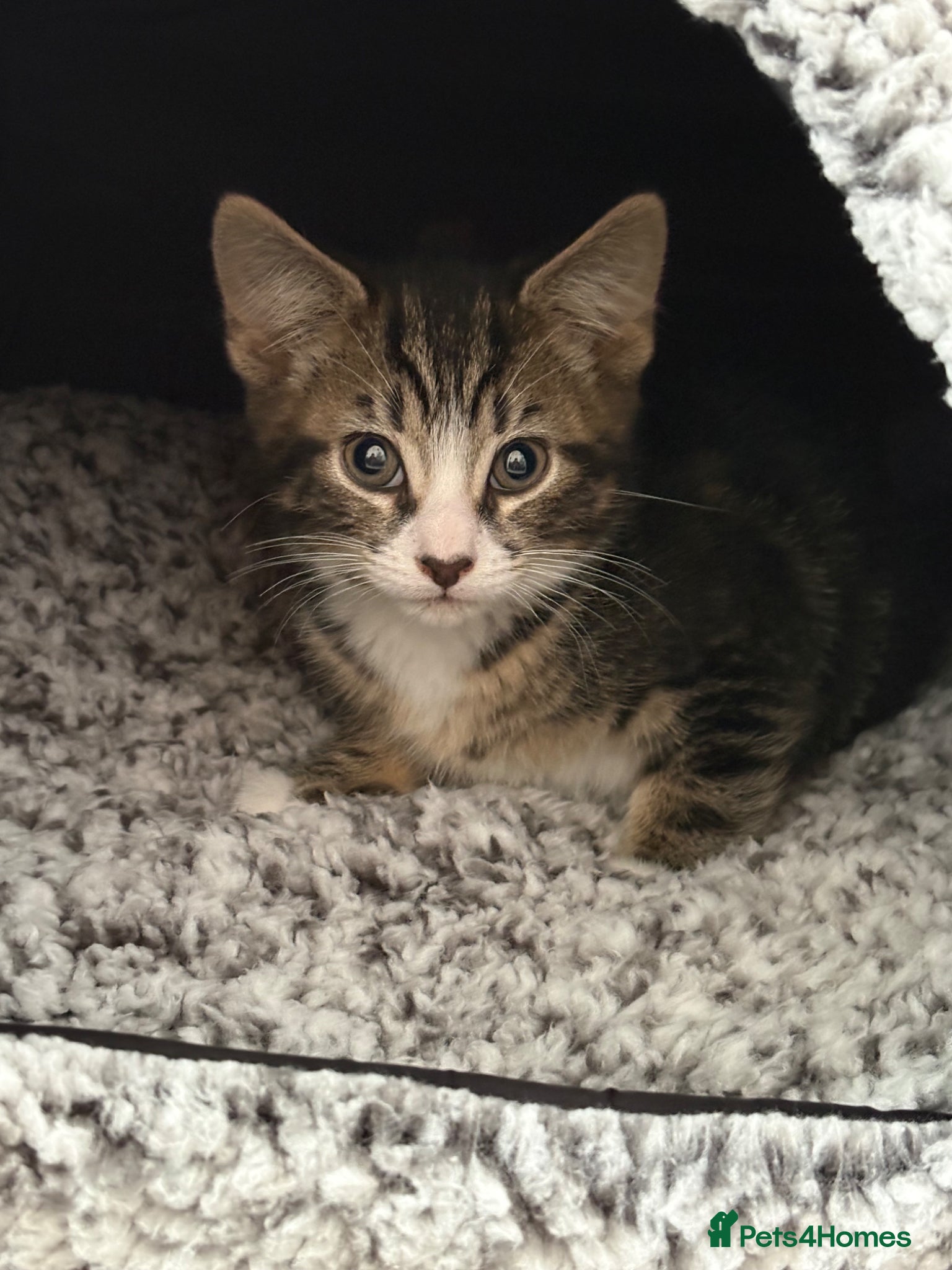 Mixed Breed cats 8 week old male kitten  - Advert 7