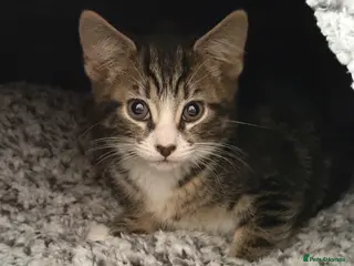 Mixed Breed cats 8 week old male kitten - Advert 3