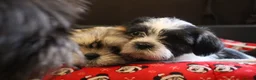 Shih Tzu dogs for sale: 4 Precious Fluffy Puppies in Leicester - Advert 17