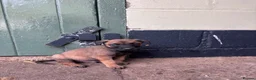 Belgian Shepherd Dog dogs for sale: Belgian Malinois puppies in Bungay - Advert 12