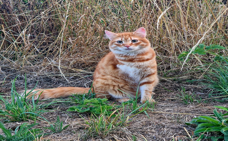 Mixed Breed cats - Advert 1