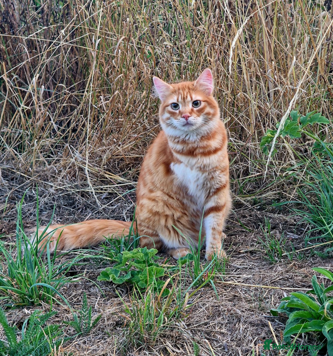 Mixed Breed cats for adoption: Gorgeous fun loving Kip is looking for a home - Image 1
