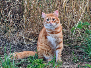 Mixed Breed cats - Advert 8