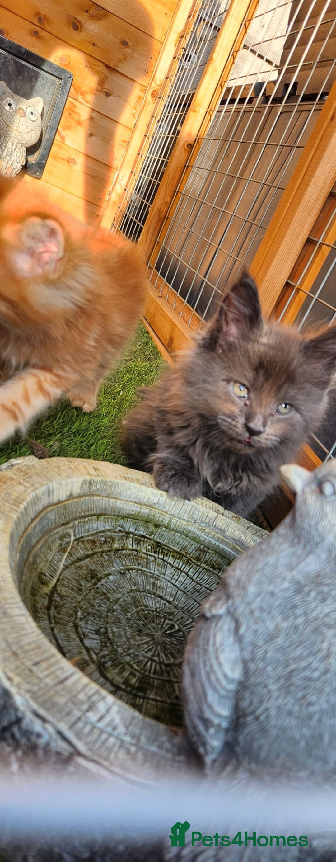 Maine Coon cats for sale: Big maine coon kittens  - Image 29