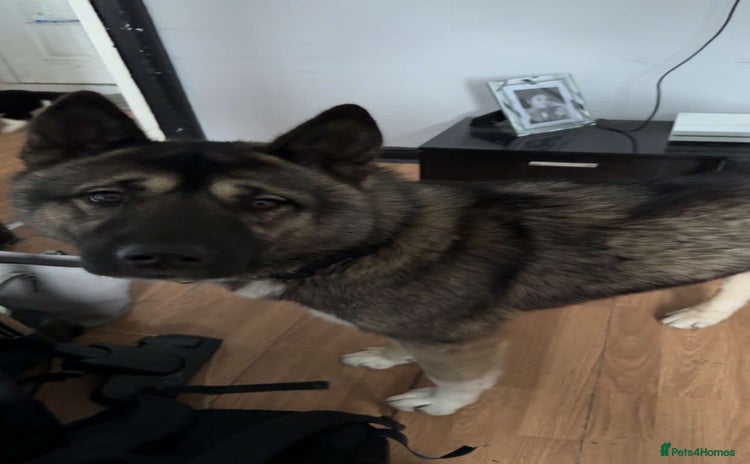 Huskita dogs - Advert 5