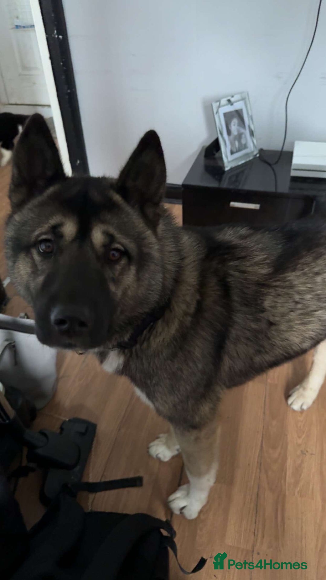 Huskita dogs for sale: Beautiful Huskita  - Image 1