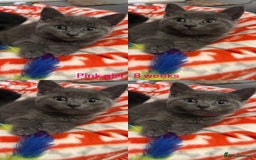 Domestic Shorthair cats for sale: 2 stunning fluffy grey girls - Image 1
