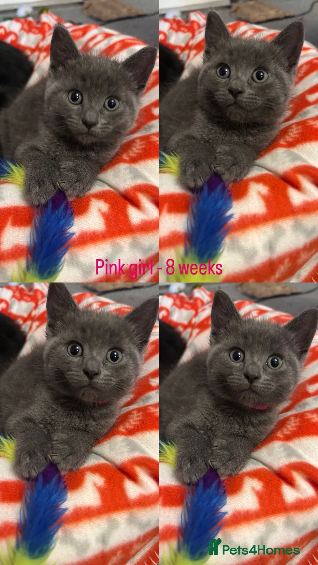 Domestic Shorthair cats for sale: 2 stunning fluffy grey girls - Image 1