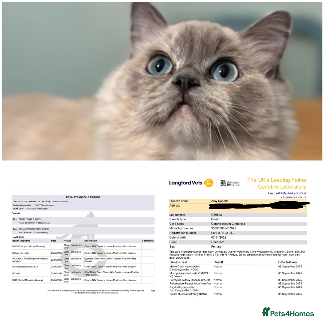 Ragdoll cats for sale: TICA ragdoll and cherubim kittens - Advert 7