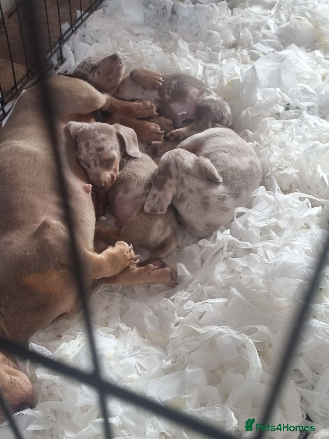 Dachshund dogs for stud: Isabella & tan dapple miniature dachshund  in Wolverhampton - Advert 8