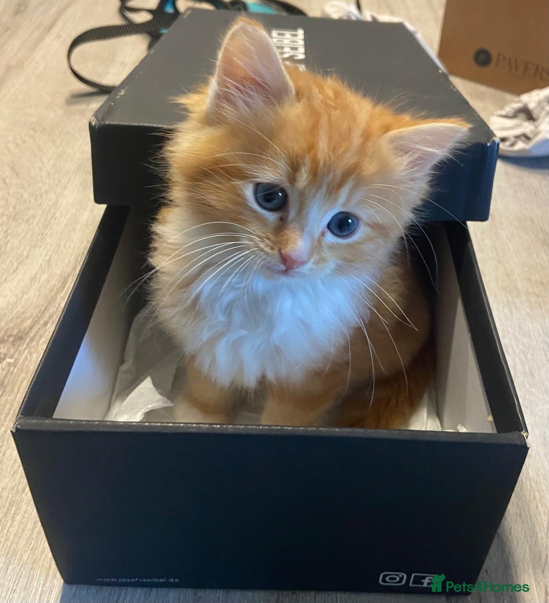 Ragdoll cats for sale: Ragdolls kittens  - Image 18