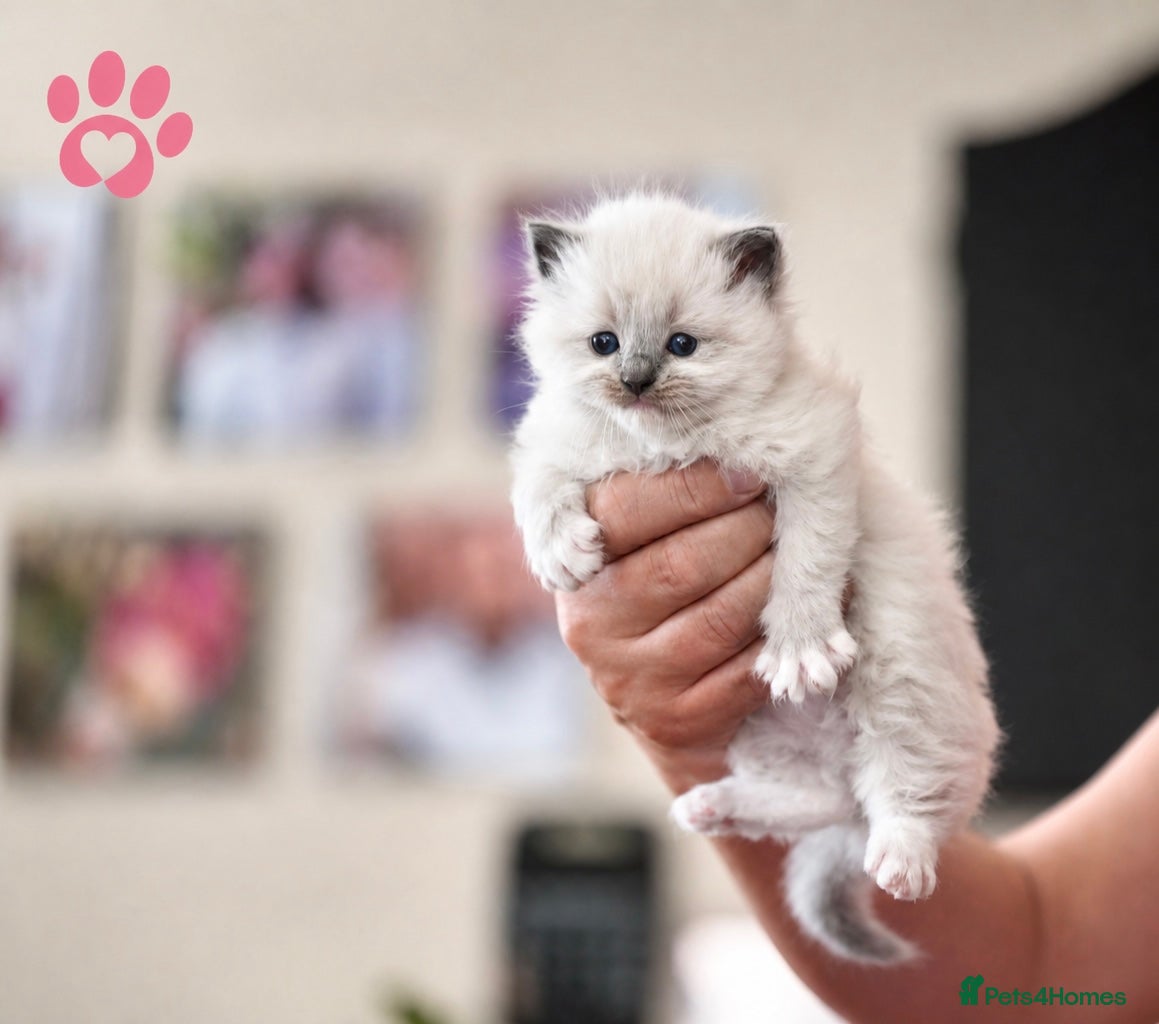 Ragdoll cats 9 beautiful ragdoll kittens  - Advert 2