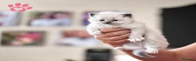Ragdoll Kitten 1