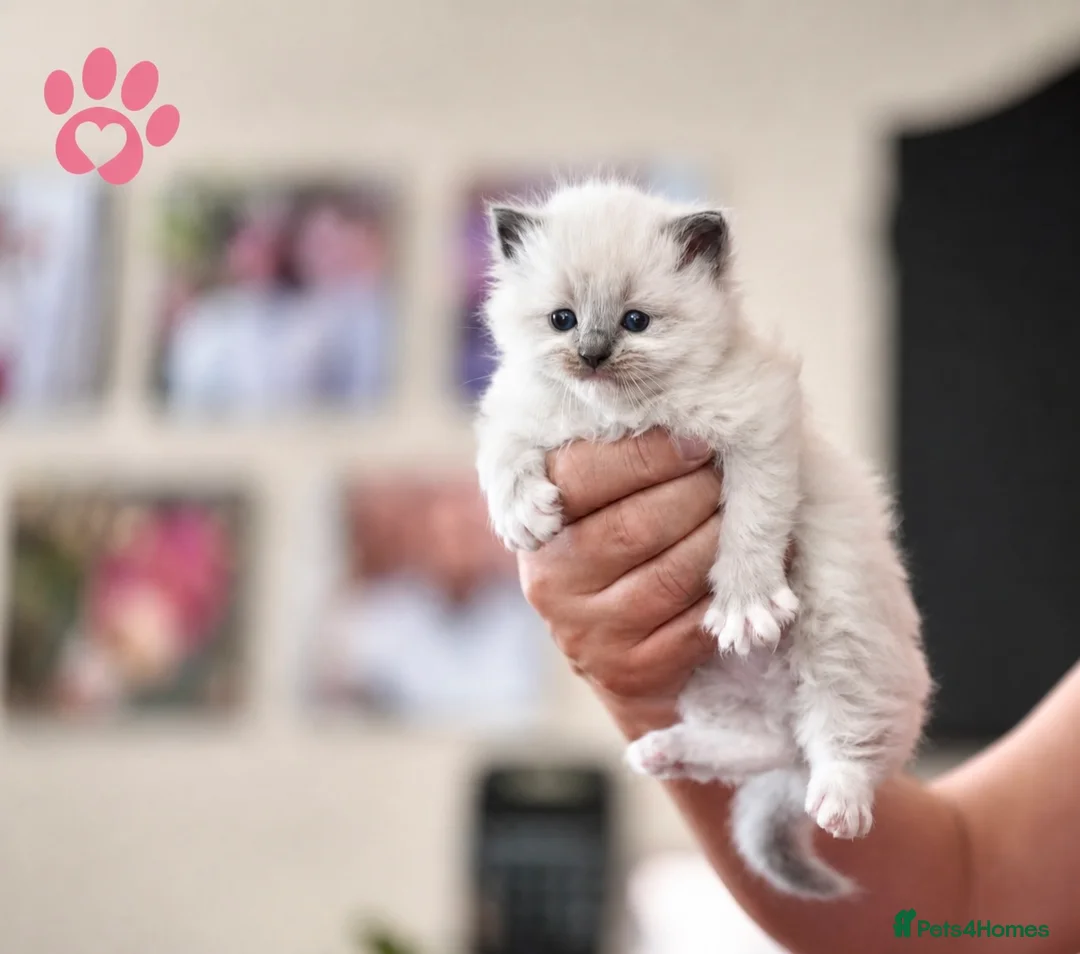 Ragdoll cats for sale: 9 beautiful ragdoll kittens  - Advert 1