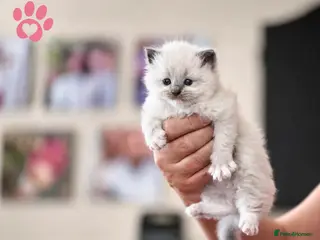 Ragdoll cats 9 beautiful ragdoll kittens - Advert 2