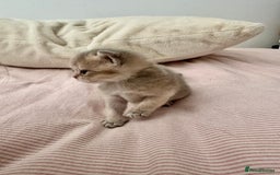 British Shorthair cats for sale: GCCF BSH fluffy kittens - Image 4